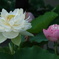 DSC00194