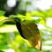 夏の生物園～②
