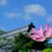 青空に花開く　　DSC_7883