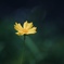 そこらに生えてる花