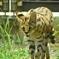 サーバルキャット