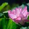 光に透けて輝く　　DSC_7876