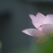 ただ在る花