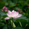 蓮花