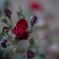 2025/06/12 Rose collection ♡ 06