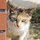 ねこ。
