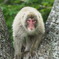 野生