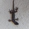お寺のヤモリ