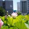 暑さに負けない蓮②