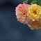 花　その267
