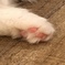 猫の手