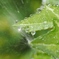 暑い日は水滴が涼しく感じる