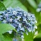 紫陽花　おかめ