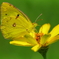Yellow on Yellow
