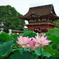 伊賀八幡宮の蓮1