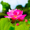 蓮の花