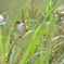 Cisticola juncidis