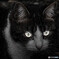 Cat's Eyes