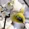 花の中から顔を出すメジロ