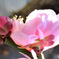 薄桃色の梅の花   