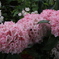 ５月の花