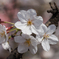 幸せの桜