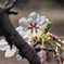 幸せの桜２