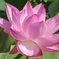 蓮の花