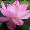 蓮の花