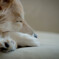 とある日のモツ：いつもの場所でお昼寝