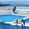 dolphin jump!!