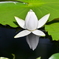 爽やかに咲く花