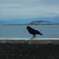 鳥と鳥居
