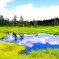 湿原を行く