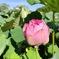 蓮花