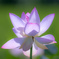 仏様の花