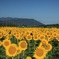 夏・・・