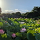 朝日に輝く蓮の花1