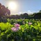 朝日に輝く蓮の花2