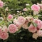 春薔薇
