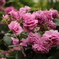 春薔薇