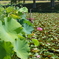 平池公園６（加東市）
