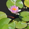 平池公園１５（加東市）