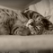 お眠む