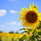The Flower that Represents Summer