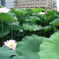 夏の緑②