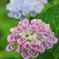 遅れて咲いた紫陽花