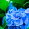 ちょっと遅めの紫陽花