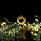 Night sunflower