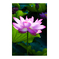 蓮の花